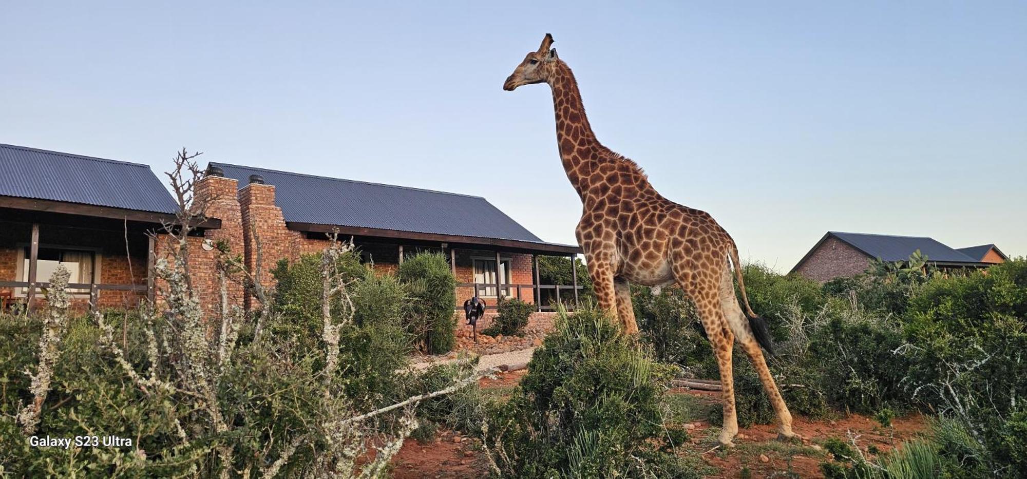 Valley Bushveld Country Lodge Addo Luaran gambar