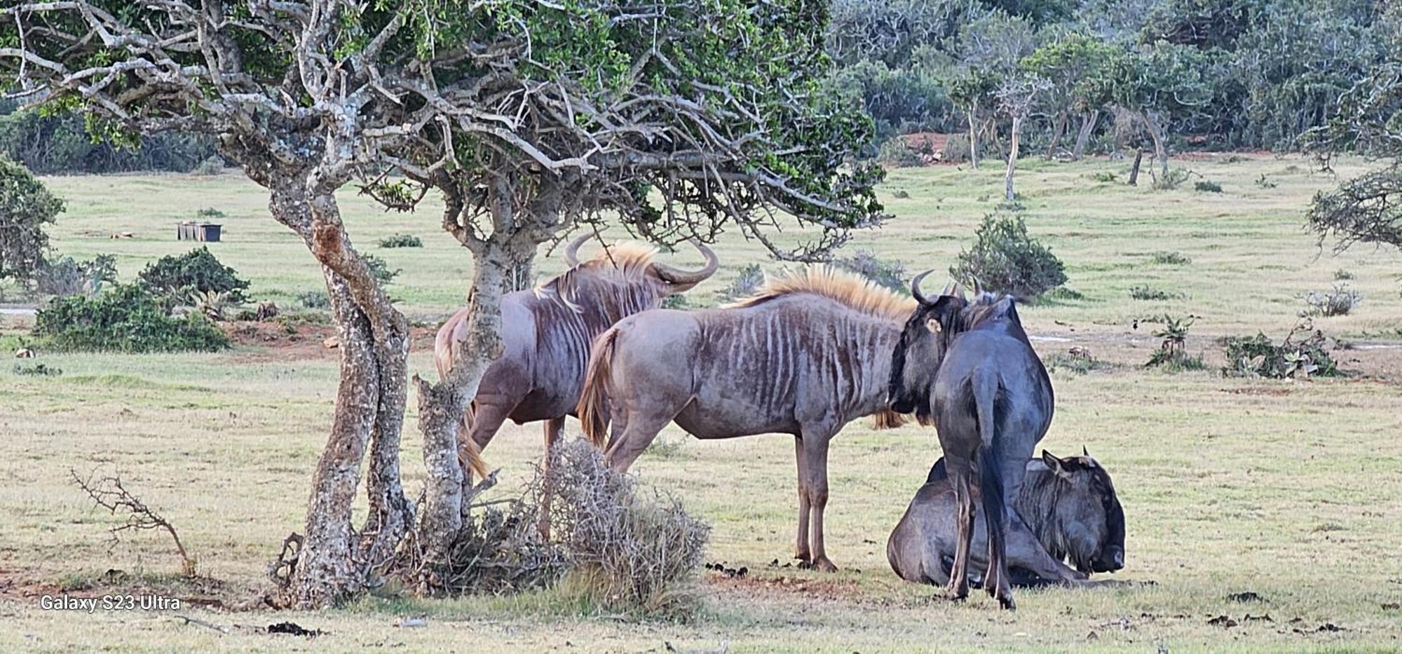 Valley Bushveld Country Lodge Addo Luaran gambar