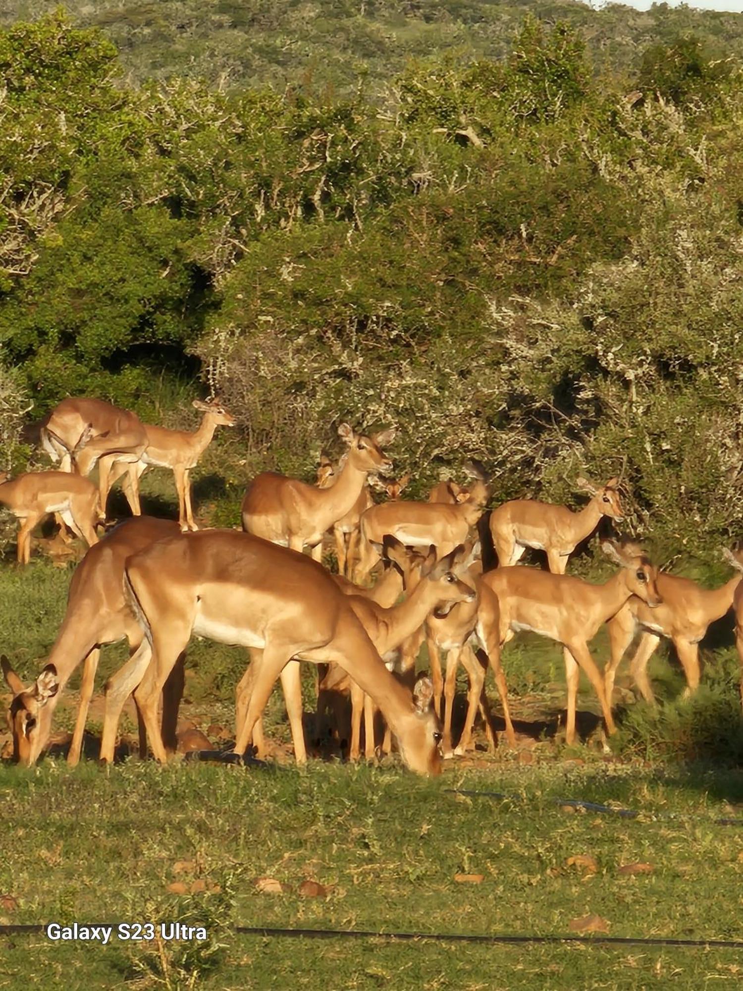 Valley Bushveld Country Lodge Addo Luaran gambar