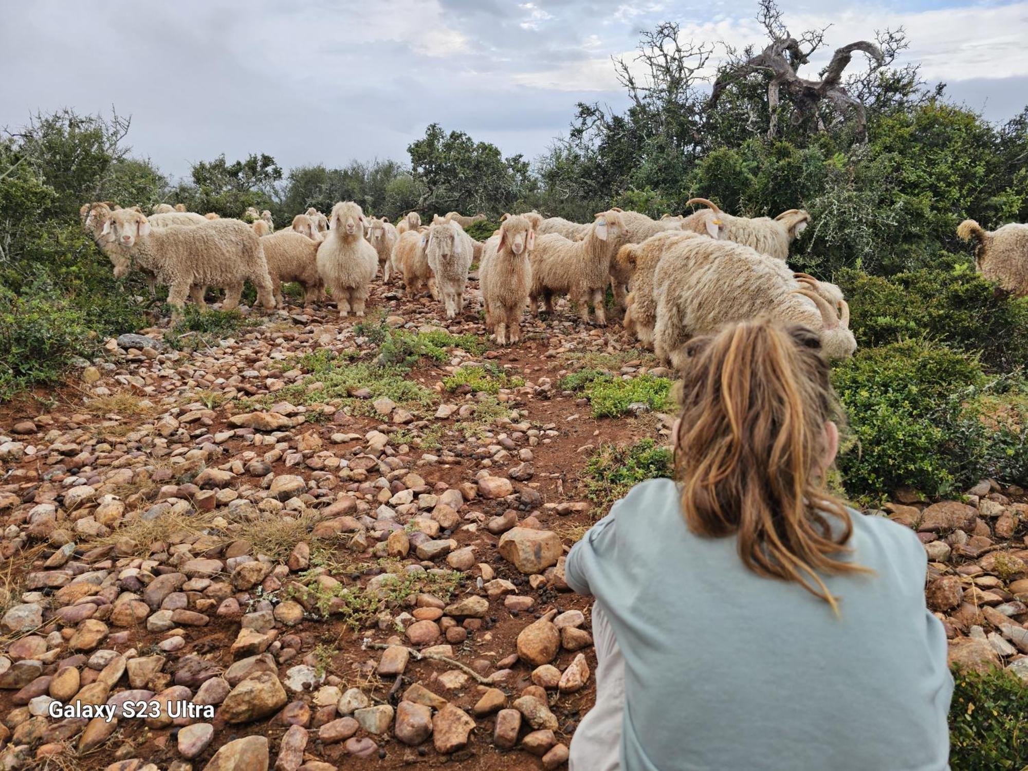Valley Bushveld Country Lodge Addo Luaran gambar