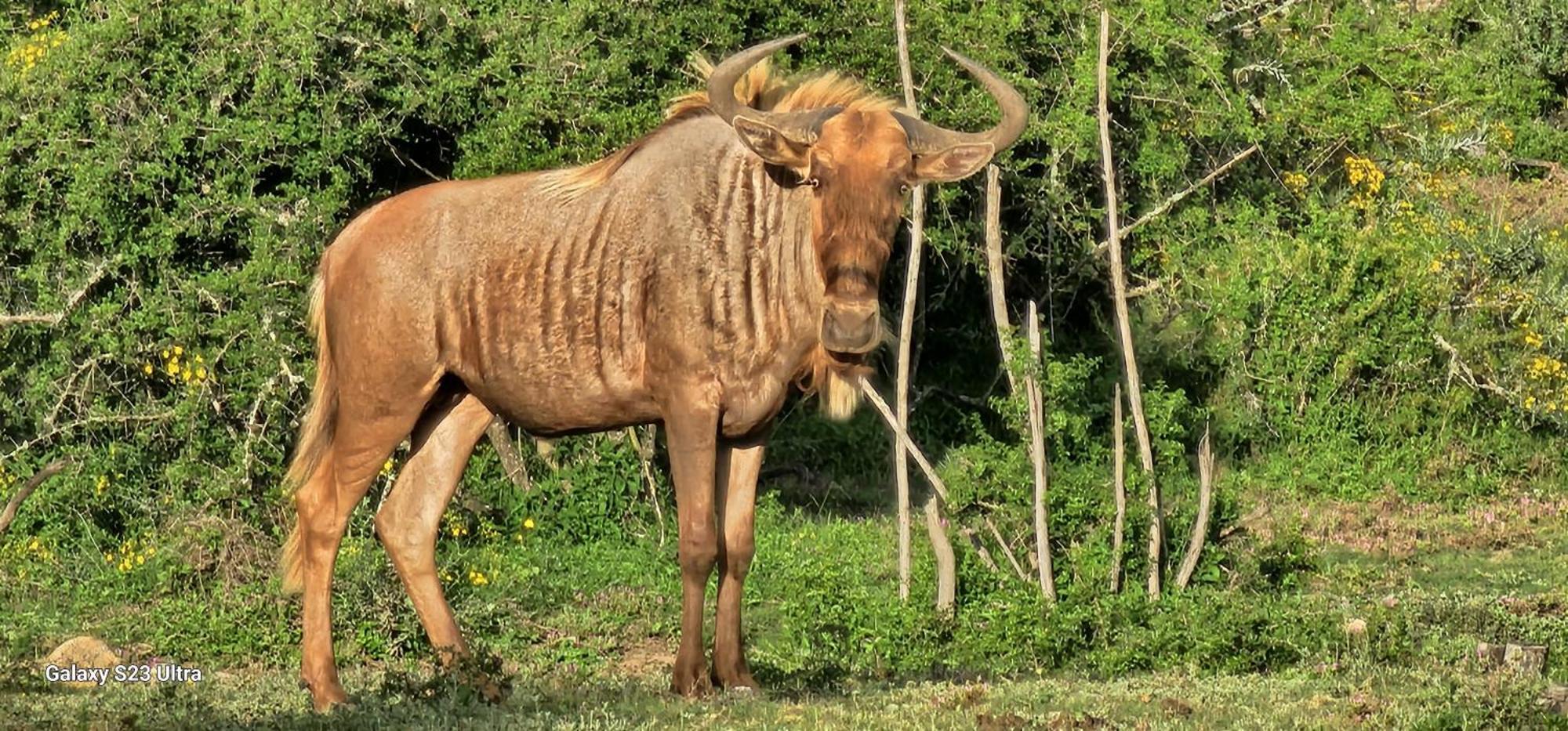 Valley Bushveld Country Lodge Addo Luaran gambar