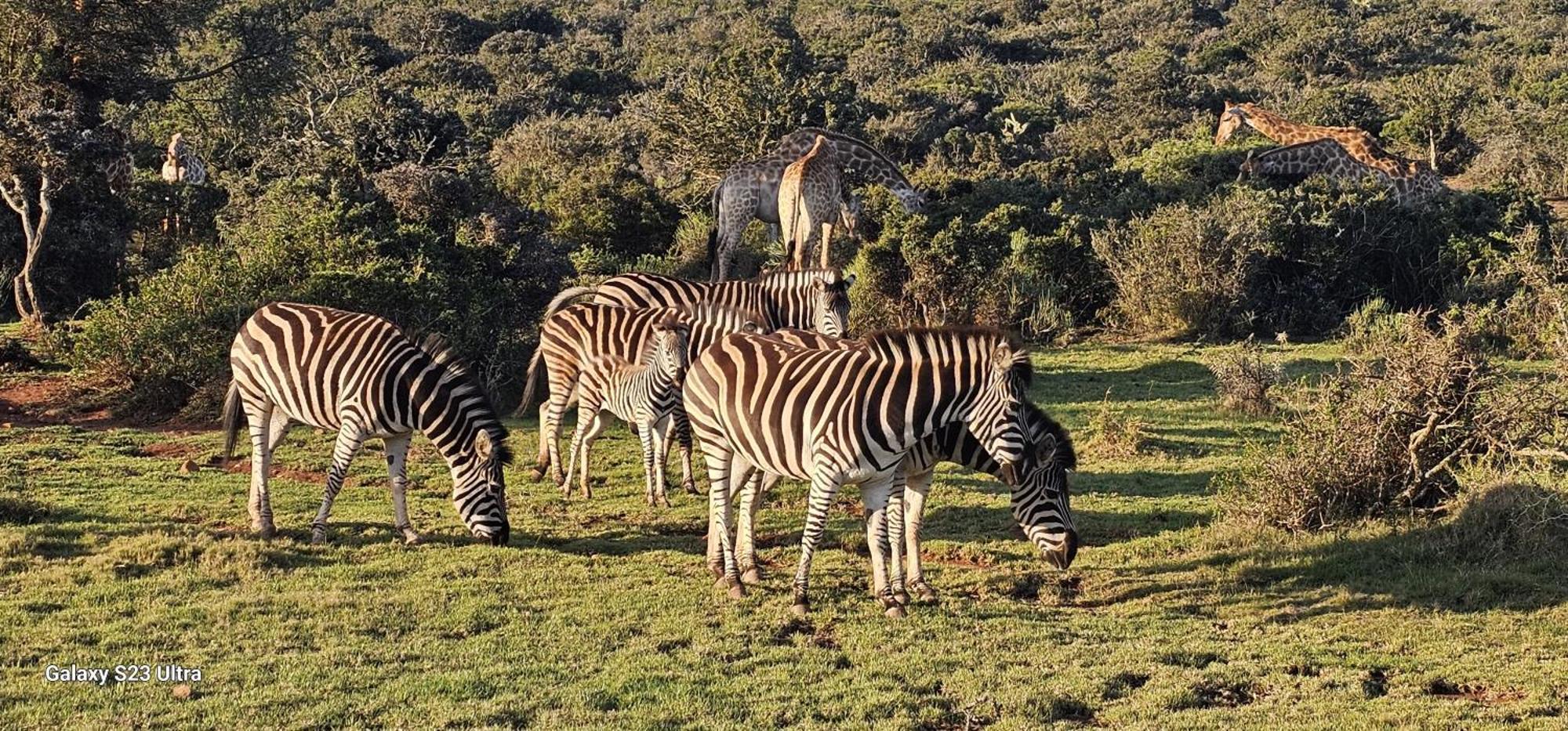 Valley Bushveld Country Lodge Addo Luaran gambar